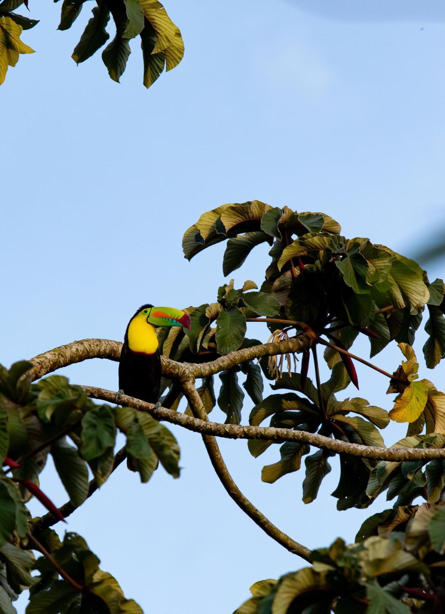 Heliconias Rainforest Lodge Bijagua de Upala Exterior foto