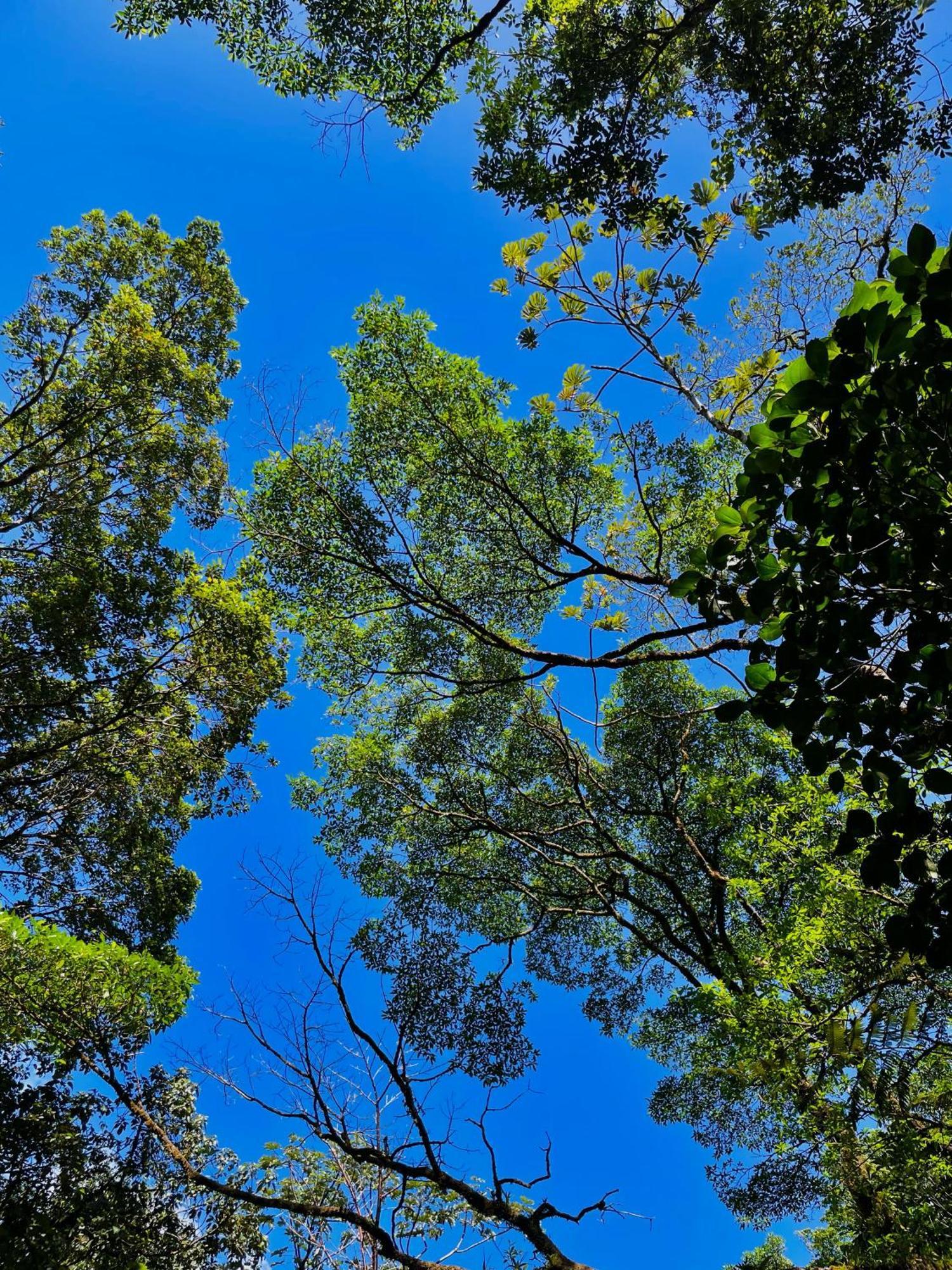 Heliconias Rainforest Lodge Bijagua de Upala Exterior foto